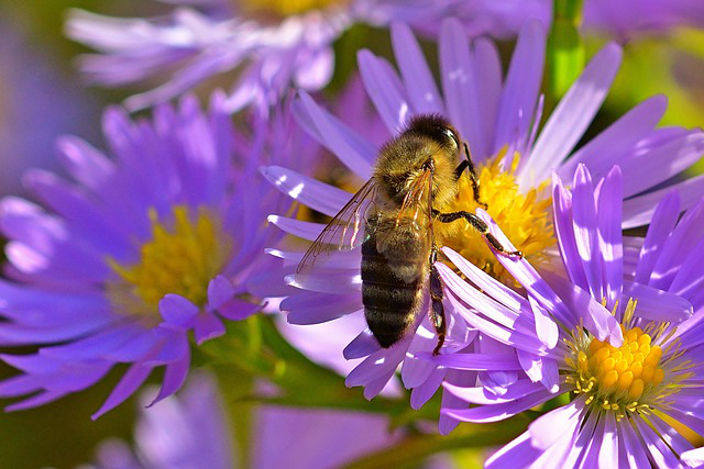 Biene auf Alpenaster Blüte