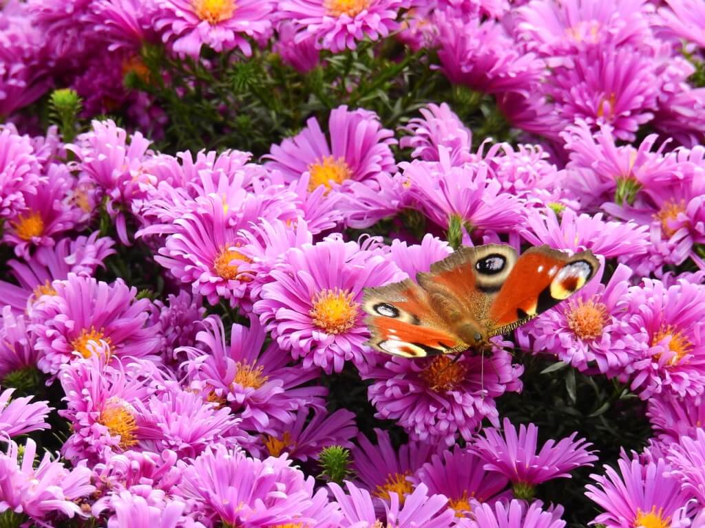 Auf den rosa-violetten Blüten einer Alpenaster sitzt ein Schmetterling