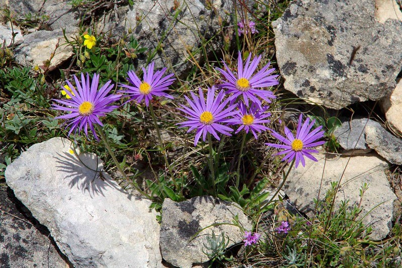 Zwischen Felsen wächst eine Alpenaster mit 6 violetten Blüten.