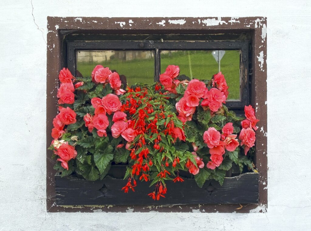 An einem uralten Fenster in einem uralten schwarzen Blumenkasten gedeihen prächtige rote Begonien und rote Fuchsien.