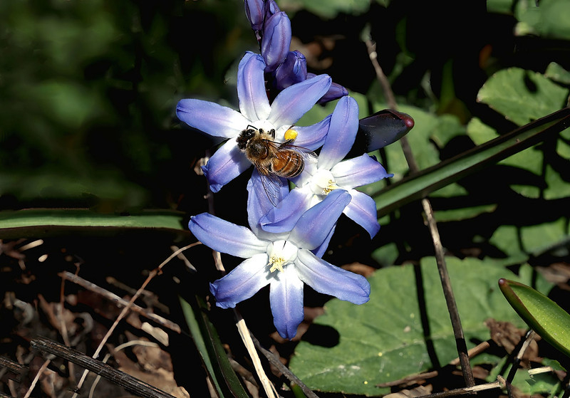 Eine Biene sitzt auf einer weit geöffneten Blausternchen-Blüte. Zwei weitere Blüten stehen daneben auf dem Waldboden.
