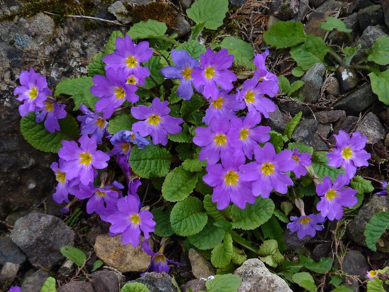 Zwischen Schottersteinen gedeiht eine Kissenprimel mit violetten Blüten.