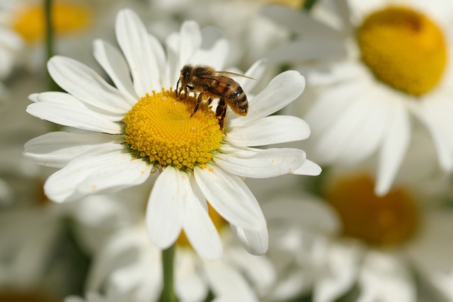 Eine Biene sitzt auf einem Gänseblümchen.