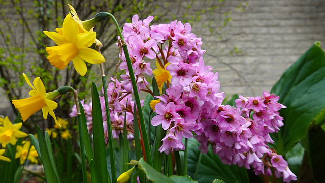 rosa blühende bergenia neben gelben Narzissen