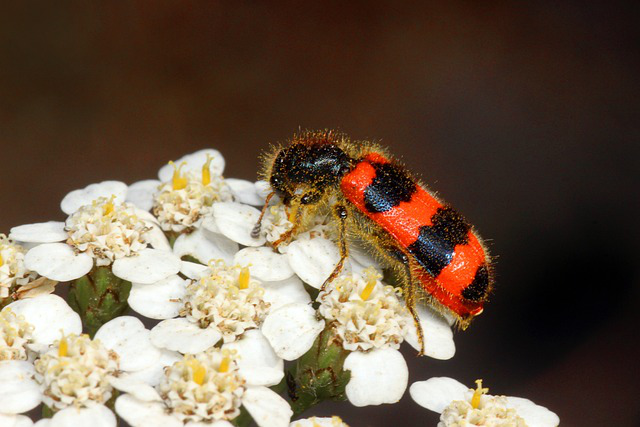 Ein Bienenkäfer sitzt auf einer Blüte