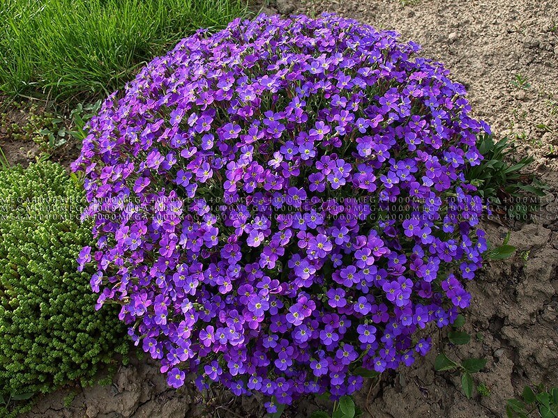Foto der Blaukissensorte 'Blaumeise' in voller violetter Blüte mit runder Polsterform.