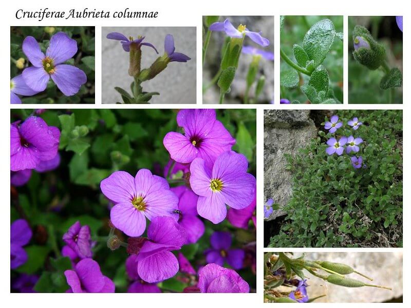 Eine Collage aus Bildern der Einzelteile einer Aubrieta mit Blüten, Blättern und Früchten.