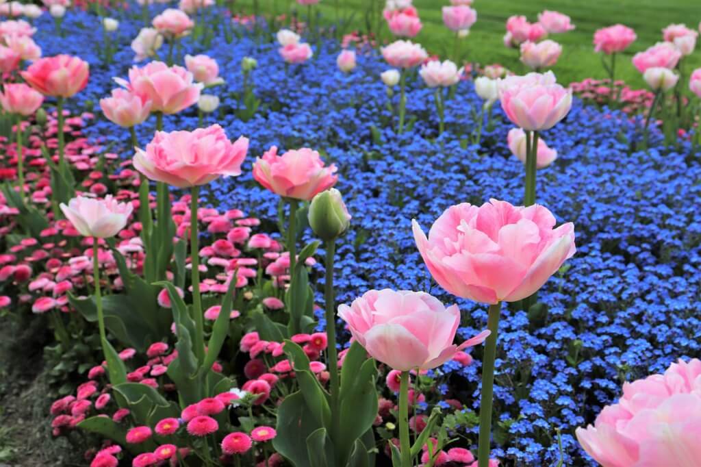 Blick auf ein Beet mit Blaukissen als Bodendecker, rosa tulpen und rosa Gänseblümchen als Randbepflanzung.