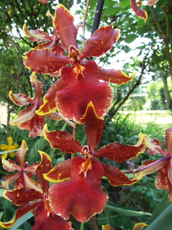 Großaufnahme einer Cambria Orchidee mit Sträuchern und Bäumen im Hintergrund.