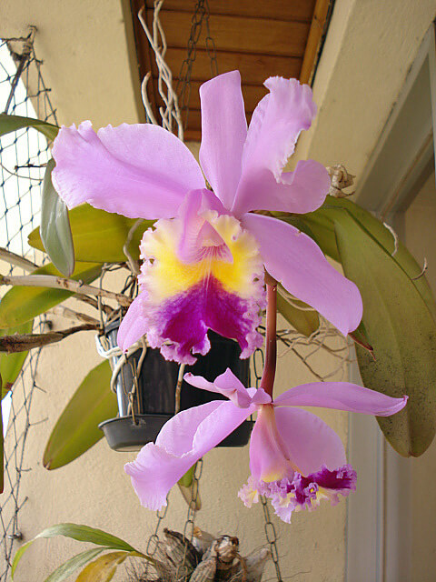 Eine Cattleya Orchidee hängt im Topf auf dem Balkon mit anderen Orchideen.