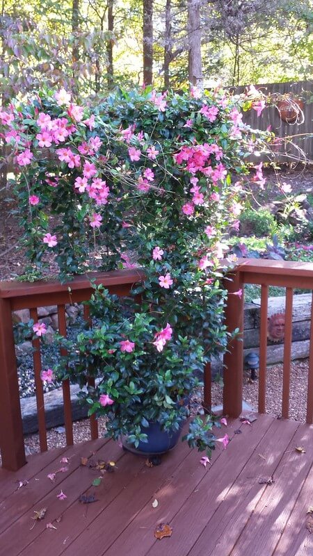 In der Ecke einer Holzterrasse steht eine rosa blühende Dipladenia im blauen Kübel. Darüber hängt ein Blumenkasten mit einer rosa blühenden Dipladenia. Beide Pflanzen wachsen zusammen.