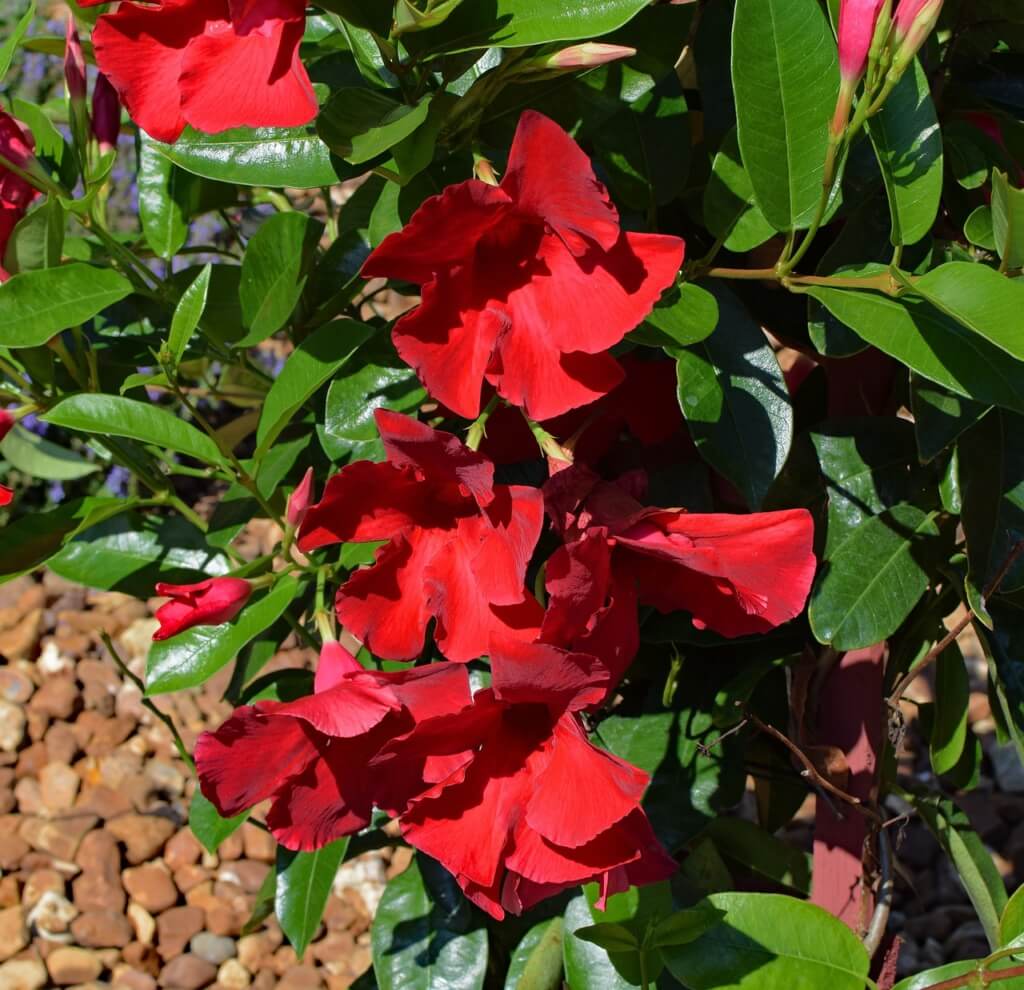 Nahaufnahme einer Dipladenia mit roten Blüten und glänzend-grünen Blättern, die in Kübel in der Sonne steht.