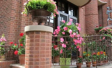 Vor der Haustüre am steht eine blühende Sundaville neben anderen Sommerblumen