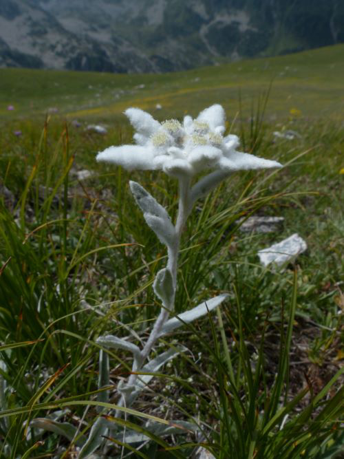 Eine einzelne Edelweiß Blume mit Bergen im Hintergrund