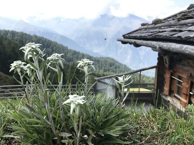 Ein Horst Edelweiss gedeiht hoch oben im Berg neben einer Alm