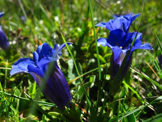 2 Blüten vom Blauen Enzian