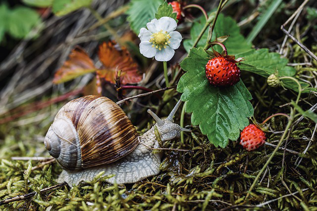 Eine Gehäuseschnecke sitzt unter einer Walderdbeerpflanze