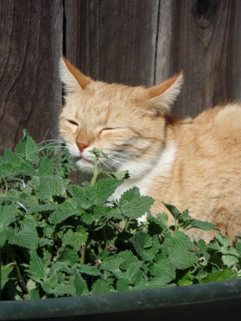 Katze mit geschlossenen Augen schnuppert an Katzenminze.