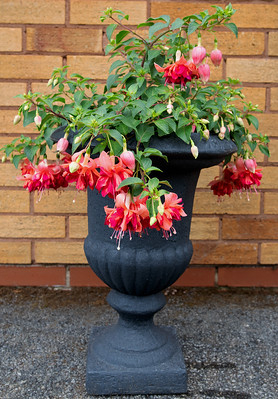In einem dekorativen Steingefäß gedeiht die Fuchsie Bicentennial mit hängenden, roten Blüten.