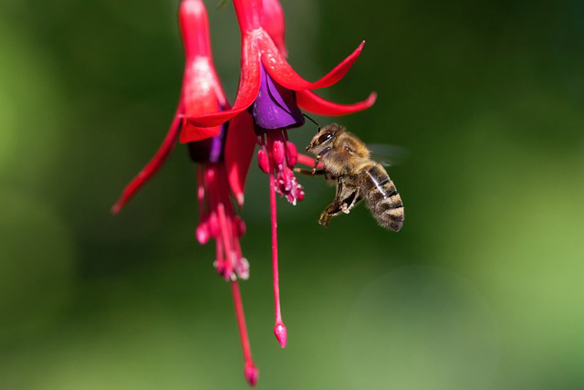 Eine Biene fliegt auf Fuchsienblüten zu