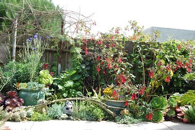 In einem dicht bepflanzten Garten gedeiht vor einer Holzwand eine meterhohe Fuchsie.