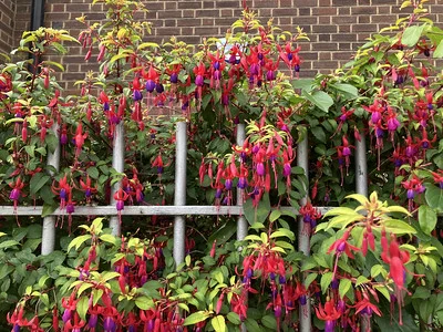 Winterharte Fuchsien Sorte Tom Thuma als Gartenzaun gepflanzt.