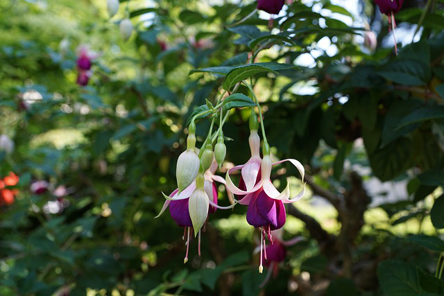 Fuchsien der Sorte Delta's Sarah 