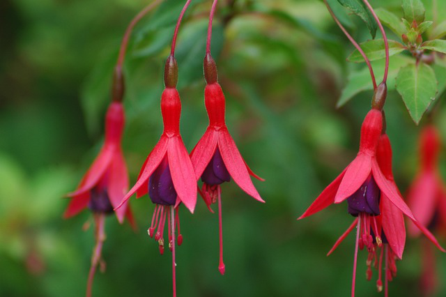 Winterharte Fuchsie Tom Thumb mit mehreren Blüten