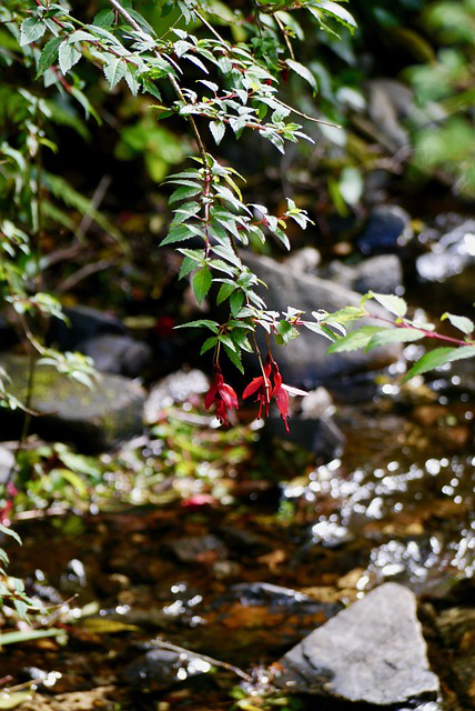 Winterharte Fuchsie gedeiht am Bach