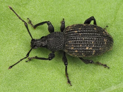 Gefurchter Dickmaulrüssler sitzt auf einem Blatt