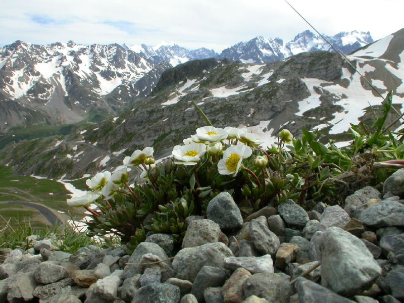 Gletscher-Hahnenfuß als kleiner Horst gedeiht vor einer Bergkulisse, die teils noch mit Schnee bedeckt ist.