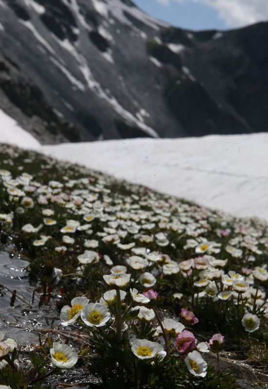 Hoch oben in den verschneiten Bergen bewachsen Gletscher-Hahnenfuß Pflanzen einen kompletten Hang, auf dem das Wasser herabströmt.