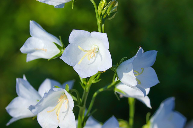 Weiße Glockenblumen in Nahaufnahme