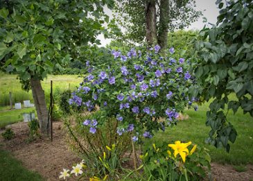Gartenhibiskus pflanzen und pflegen Grüner Daumen