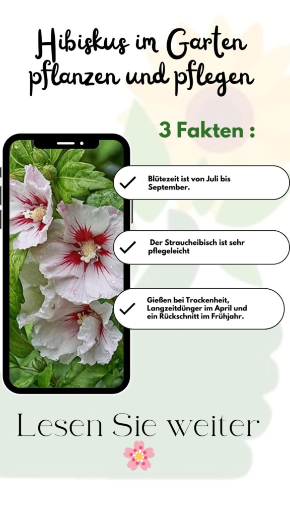 Eine bildliche Darstellung von weiß-roten Hibiskusblüten auf dem Bildschirm eines Handys. Rechts daneben 3 Fakten zur Pflege mit der Aufforderung, weiterzulesen.