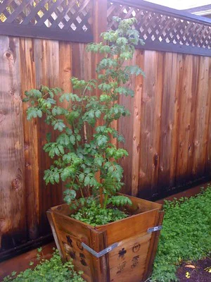 Ein Sambucus nigra im Topf aus Holz vor einer Gartenwand.