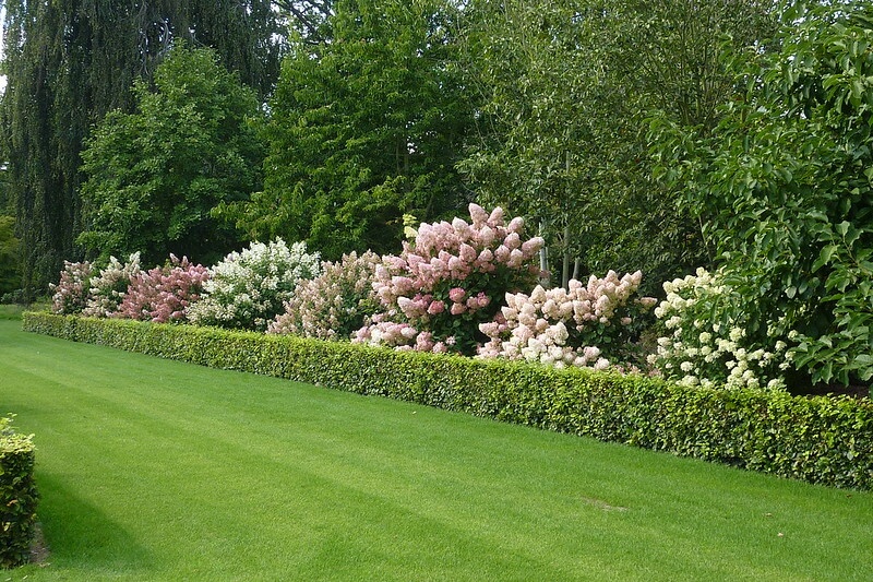 Seitlich von einem frisch gemähten Rasen und einer niedrigen Laubhecke stehen 9 bis 10 große Rispenhortensien mit rosa oder weißen Blütenrispen.