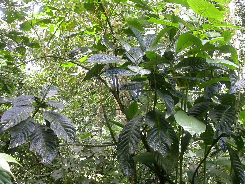 Eine meterhohe Jacobinia gedeiht im Wald ohne Blüten, sondern mit zahlreichen, riesigen, dunkelgrünen Blättern.