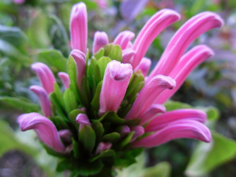 Großaufnahme einer einzelnen Blüte von Jacobinia. Zu sehen ist der Austrieb der rosafarbenen Röhrenförmigen Blüten aus den grünen Kelchblättern.