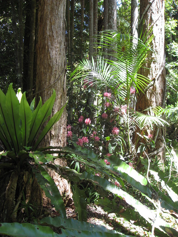 Blick in den Regenwald mit einem großen Farn links und zwei riesigen Baumstämmen. Zwischen den Baumstämmen sind die rosa Blüten und grünen Blätter einer Jakobinie zu erkennen.