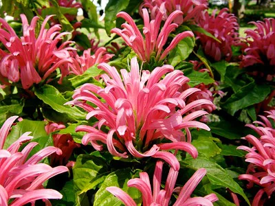 Mehrere Blüten einer Jacobinia carnea