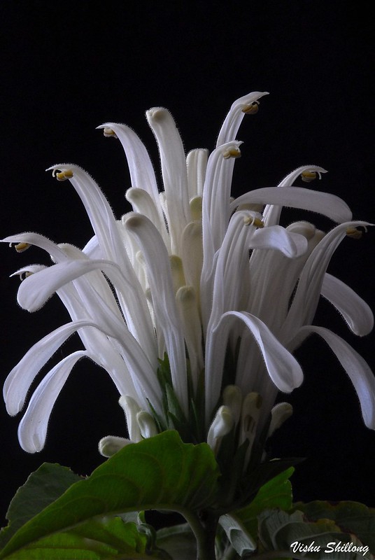 Ein einzelner, weißer Blütenstand einer Jacobinia.