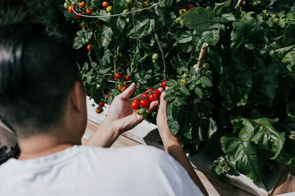 Ein schwarzhaariger Mann mit weißem Shirt sitzt mit dem Rücken zur Kamera und hält an einer Tomatenpflanze eine Rispe mit reifen Kirschtomaten in der Hand.