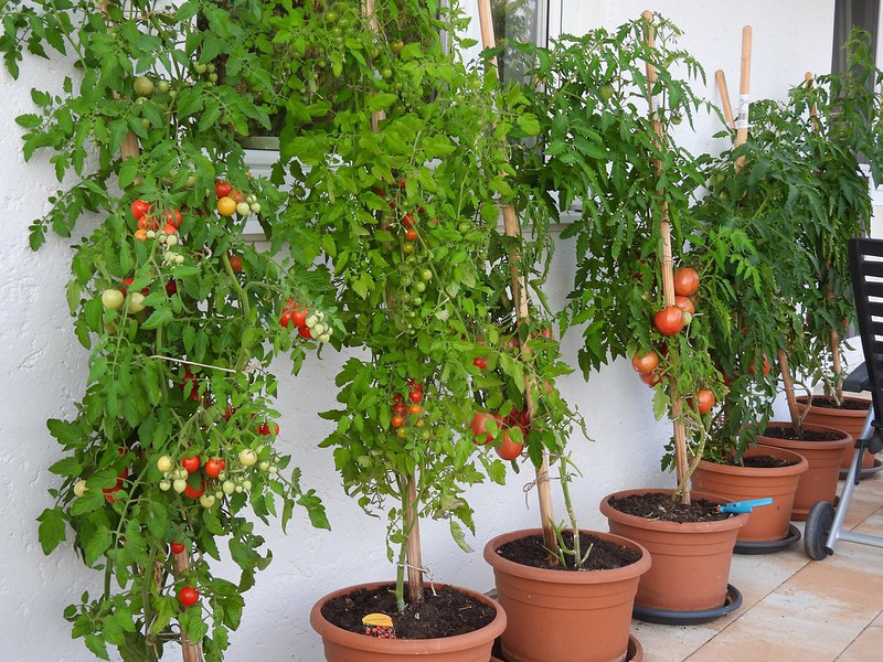 Vor einer weißen Hauswand stehen 7 große Kübel, in denen Tomatenpflanzen an Stützstäben emporranken und reife oder unreife Tomaten tragen.