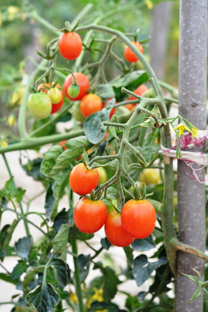 An einer Stange aus Metall sind die Ranken einer Tomatenpflanze angebunden. An der Pflanze hängen rote und grüne Früchte.