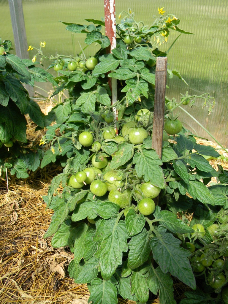 In einem mit Stroh gemulchten Bee vor einer durchsichtigen Plexiwand stehen drei Tomatenpflanzen mit grünen tomaten.