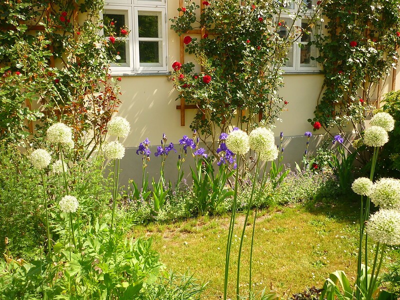 Blick in einen kleinen Vorgarten mit Kugeldisteln, einem kleinen Rasen und vor dem weißen Haus blaue Lilien. Am Haus hängen an Klettergerüsten 3 Kletterrosen