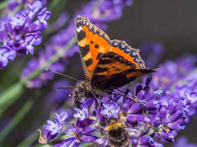 Auf einer violetten Rispe des Schmetterlingsflieders sitzen Hummeln und ein kleiner Fuchs.