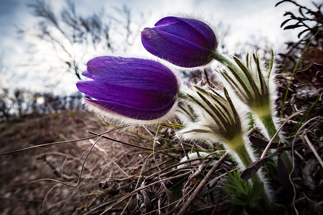 2 blaue, ein wenig geöffnete Kuhschellen Blüten