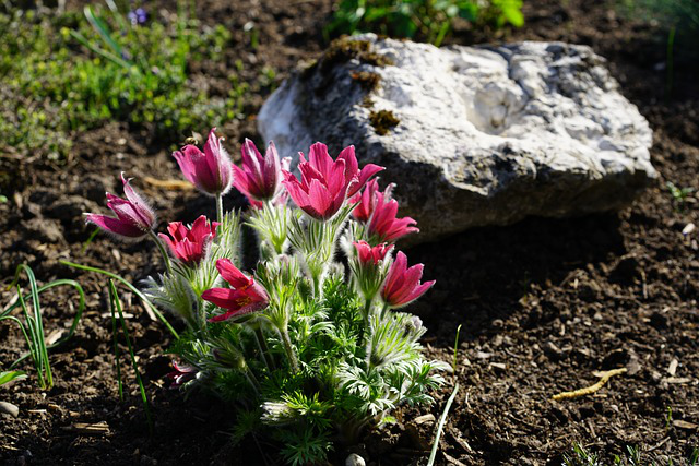 Ein Horst Kuhschellen mit roten Blüten. Daneben ein großer Felsbrocken